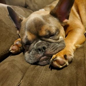 Meet your Posher, Ted!